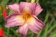 Lilting Belle X 0396a